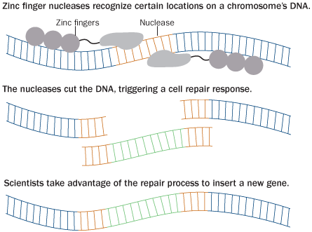 1. zinc finger nucleases recognize locations on a chromosome's DNA. 2. the nucleases cut the DNA, triggering a cell repair response. 3. Scientists take advantage of the repair process to insert a new gene.