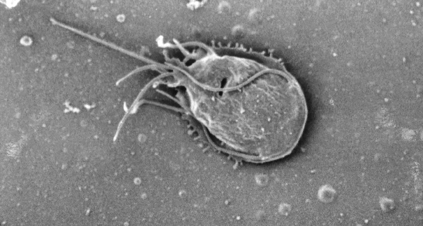 A fight between gut parasites means a win for people