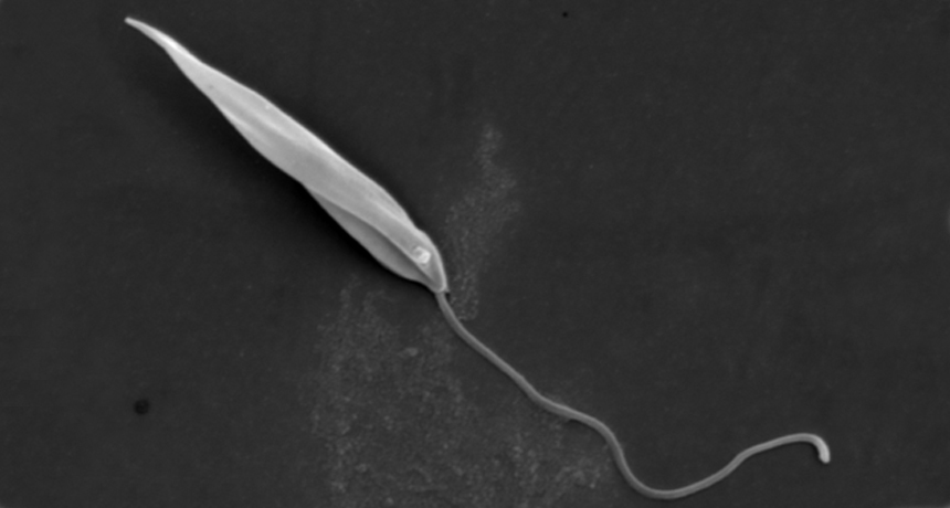 parasite