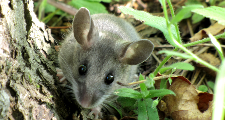 wild mouse