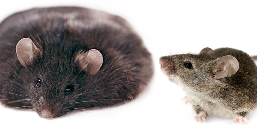 fat and skinny mouse