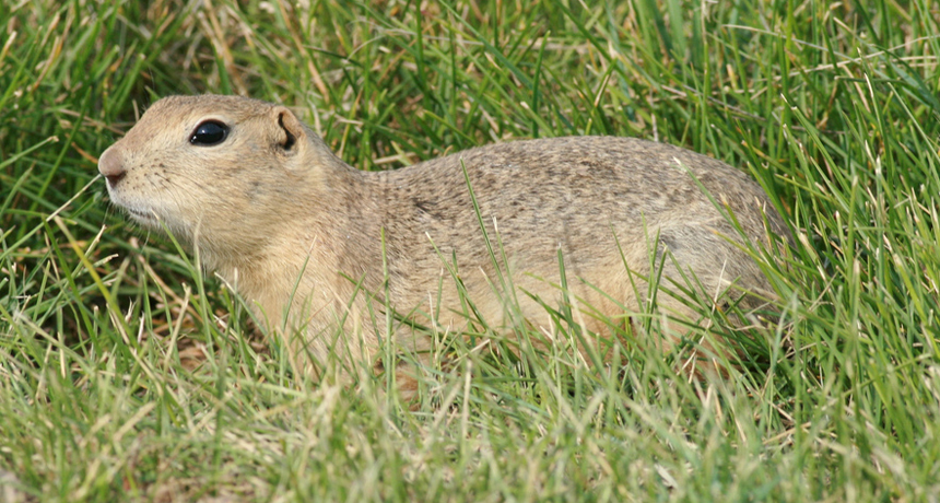 Eliminating prairie dogs can lead to desertification | Science News