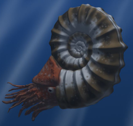 Asteroceras
