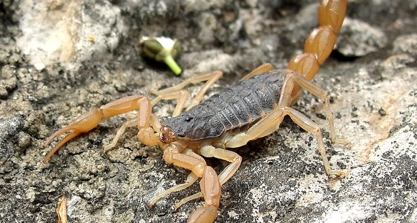 Scorpion genome decoded