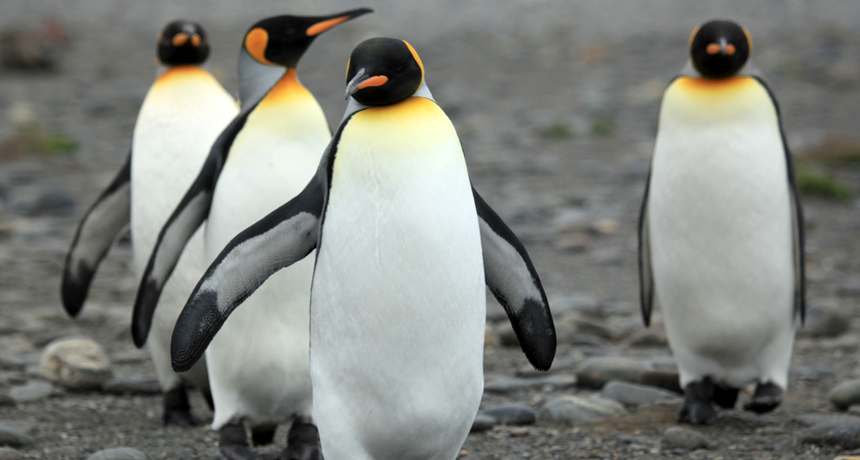 Penguin's flight from Antarctica clocked