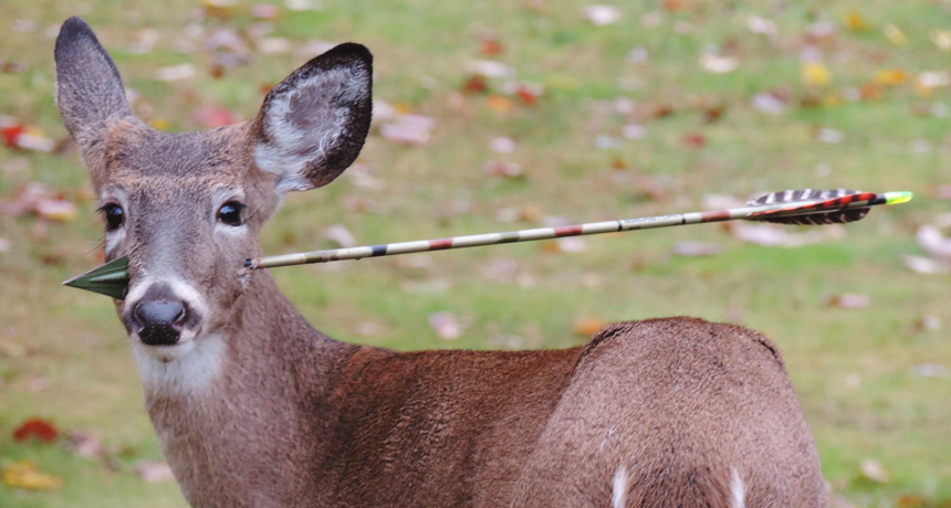 Deer and other animals can survive being impaled | Science News Deer and other animals can survive being impaled | Science News