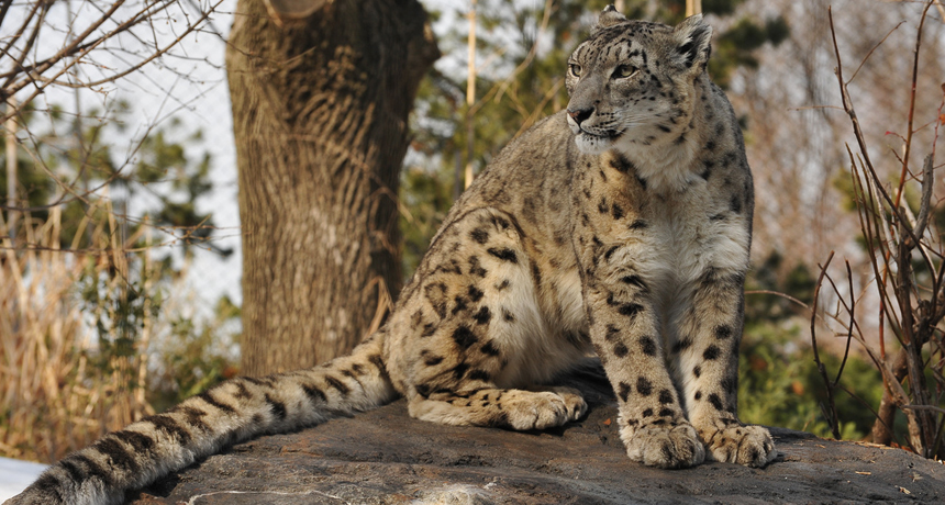 snow leopard