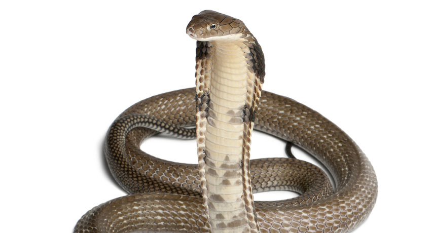 Evolution Of Venom Binge Eating Seen In Snake Dna Science News