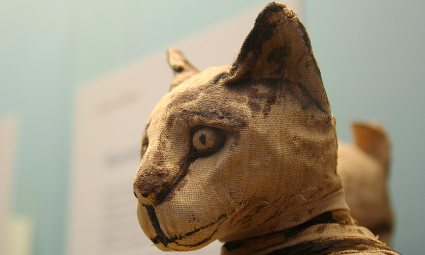Animal mummies were a message direct to the gods | Science News