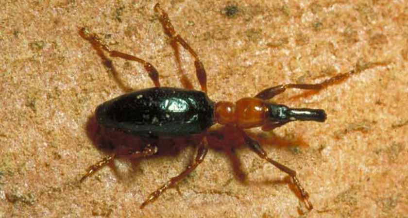 sweet potato weevil