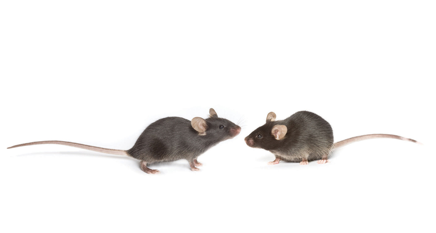 All mice are the same, until they're not | Science News