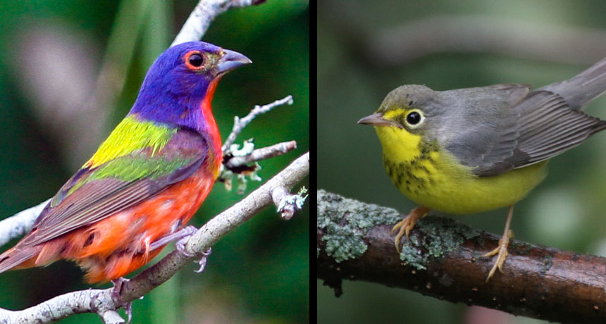 Windows may kill up to 988 million birds a year in the United States