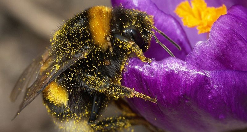 bumblebee - Bombus terrestris