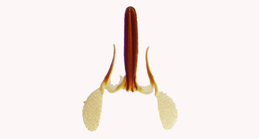 milkweed