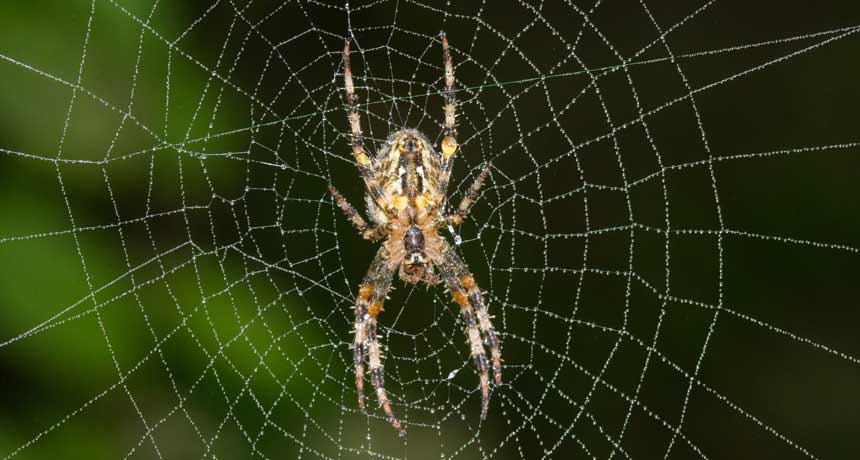 do-all-spiders-make-webs-termite-treatment-spider-macro-photography