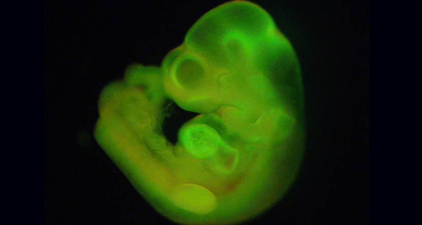 embryo made from STAP cells