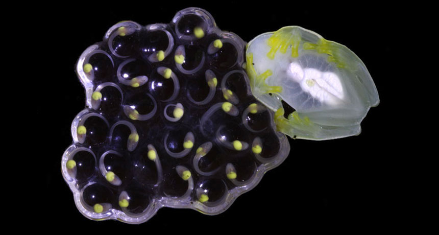 Abandoned frog eggs can hatch early