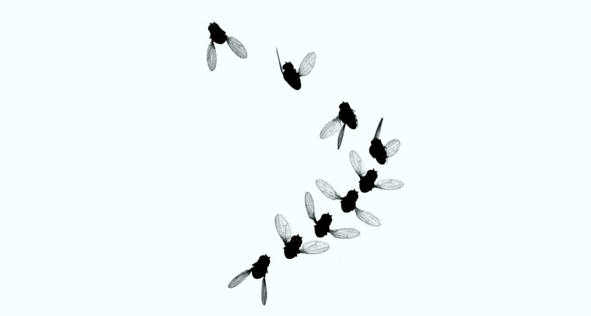 fruit fly turns