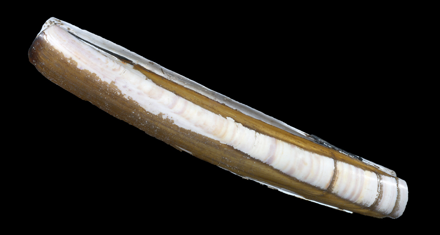 Atlantic razor clam