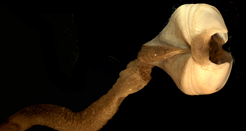 wood-boring clam