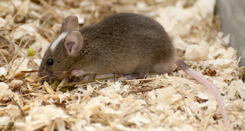 mouse
