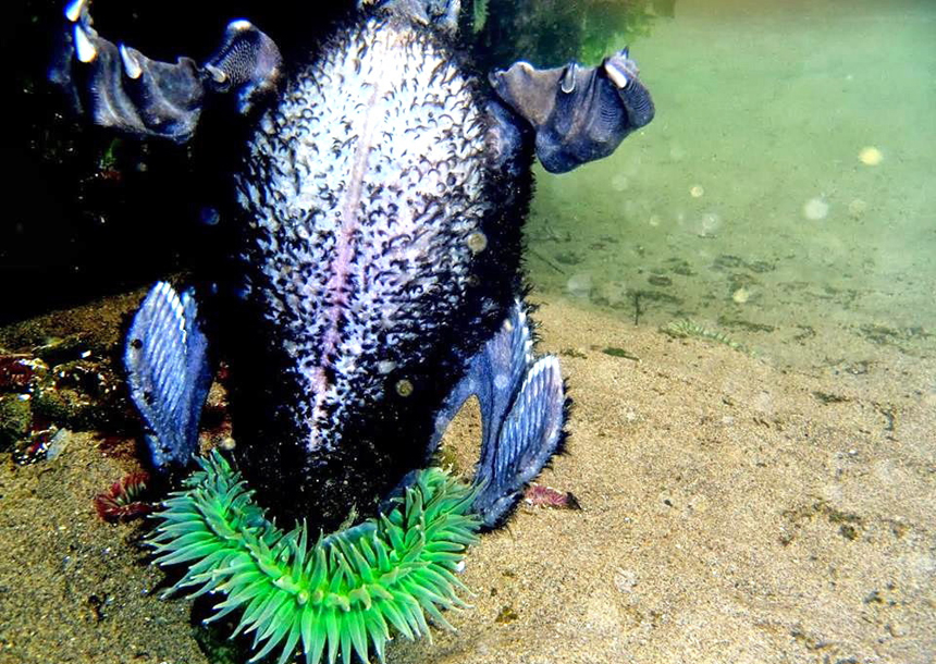 Anemone eats bird, and other surprising animal meals | Science News