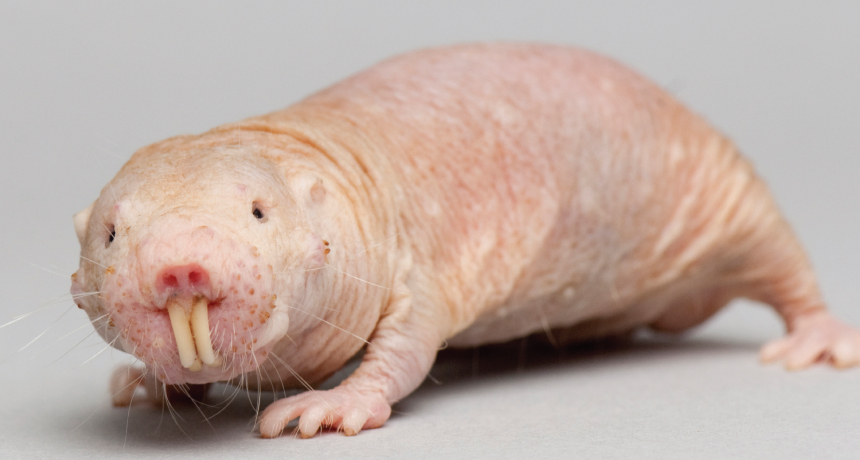 How to milk a naked mole-rat