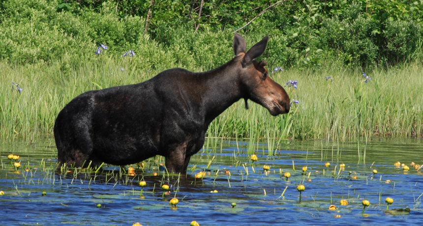 moose in Isle Royale