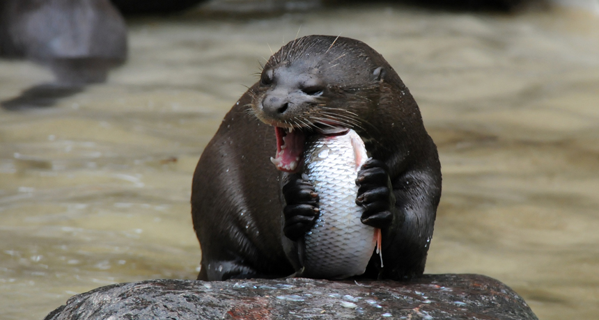 Otters Provide A Lesson About The Effects Of Dams Science News