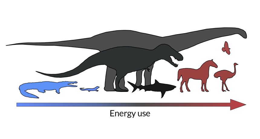 Dinos straddled line between cold- and warm-blooded Dinos straddled line between cold- and warm-blooded