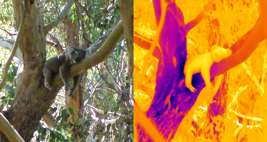 Why tree-hugger koalas are cool