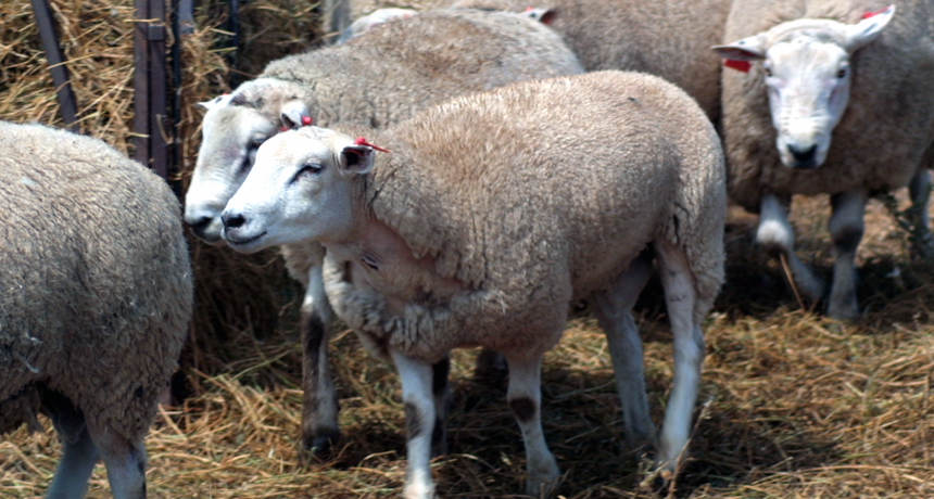 sheep