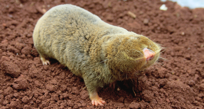 Blind mole-rats are loaded with anticancer genes Blind mole-rats are loaded with anticancer genes