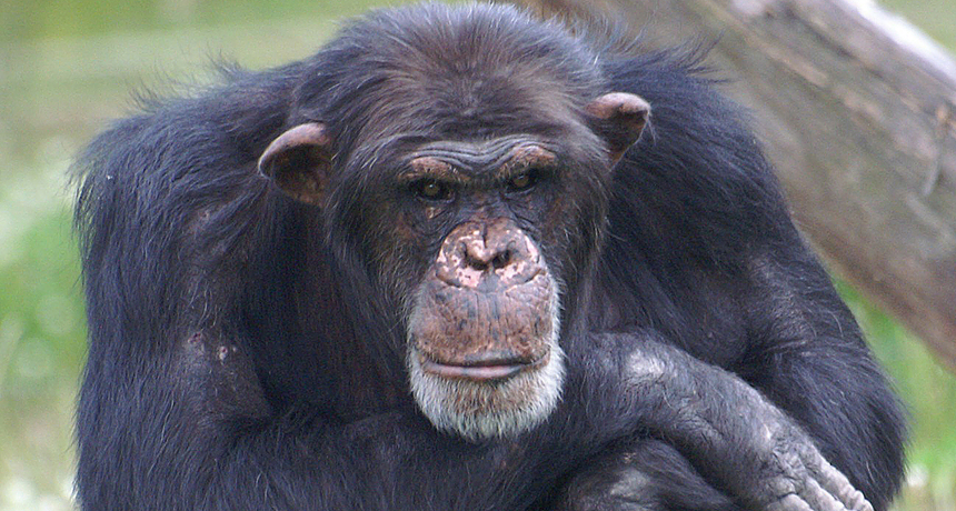 Chimp and human lineages may have split twice as long ago as thought