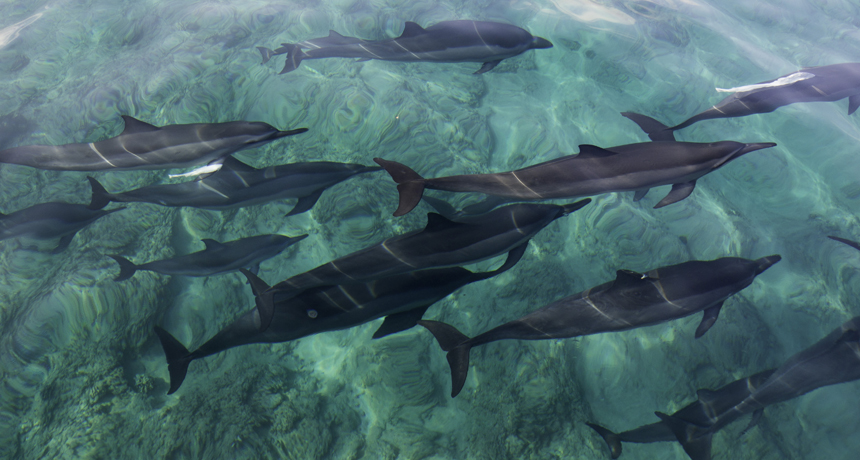 dolphins