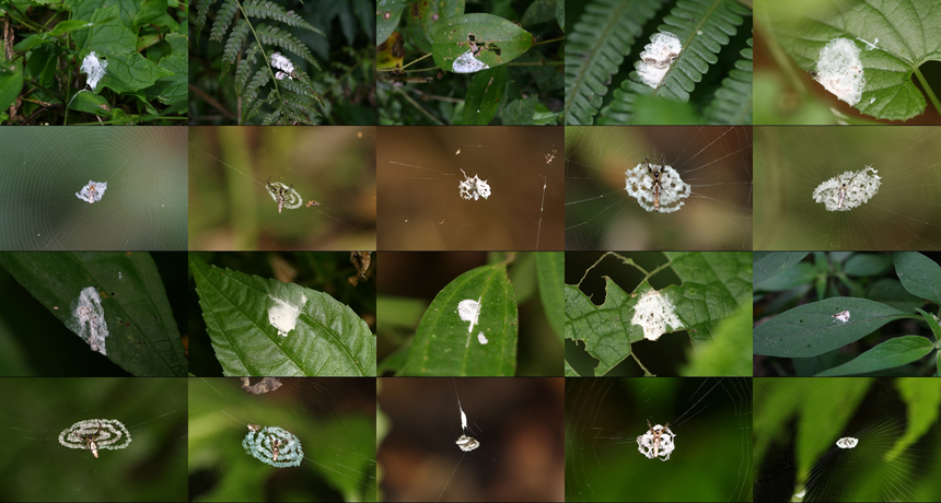 orb-web spiders and webs