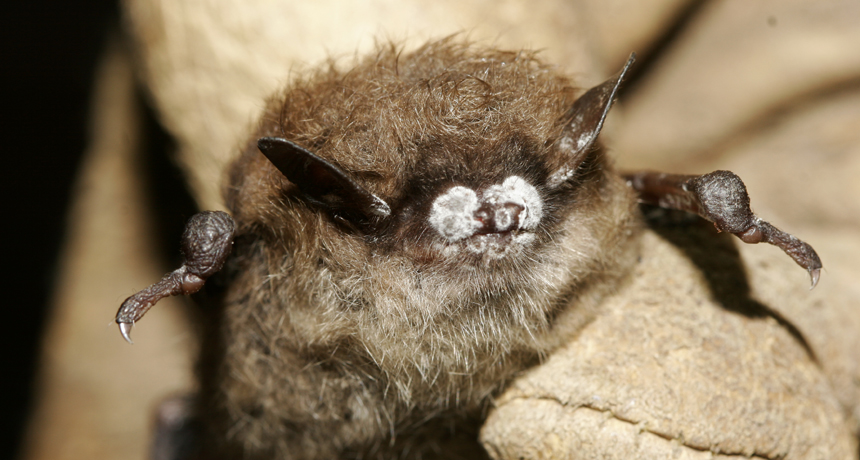 little brown bat with white nose syndrome