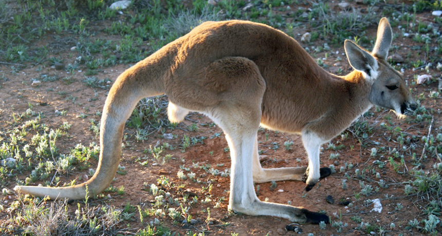 Red kangaroo's tail like fifth leg | Science News