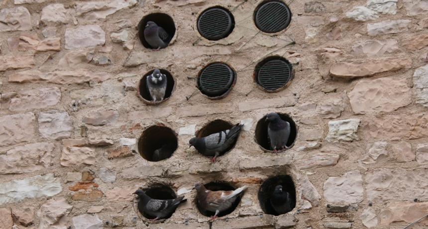 pigeons