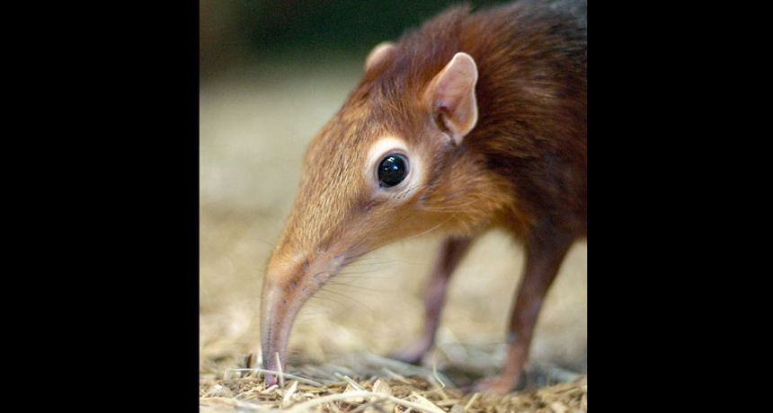 Elephant shrews are, oddly, related to actual elephants