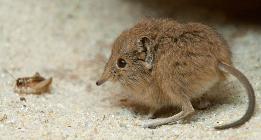 Elephant shrews are, oddly, related to actual elephants