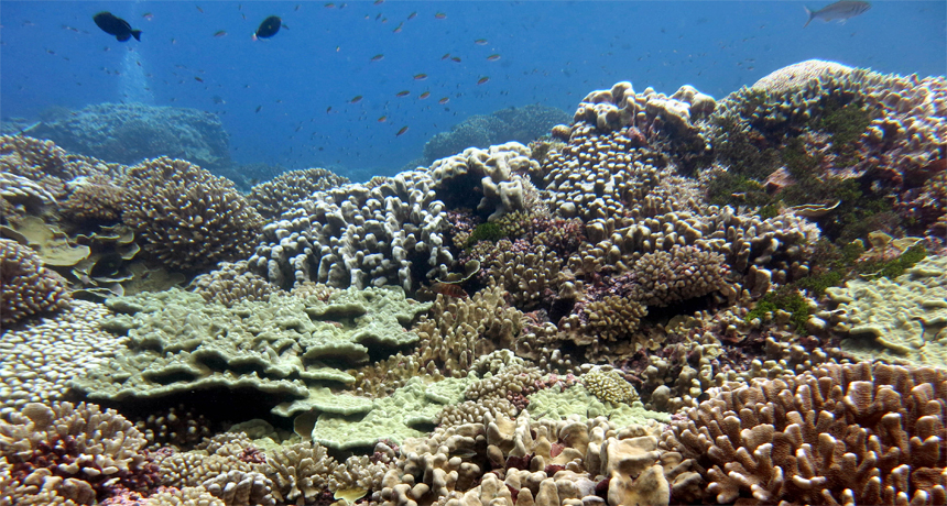 Near reefs, microbial mix dictated by coral and algae