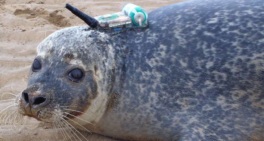 harbor seal