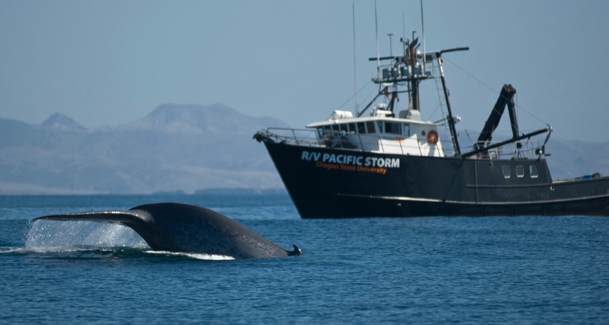 blue whale off California coast