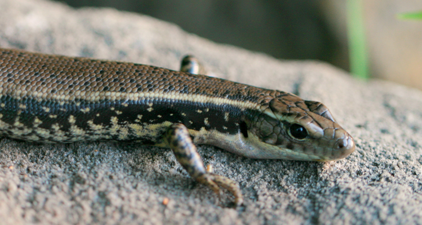Eulamprus quoyii - eastern water skink