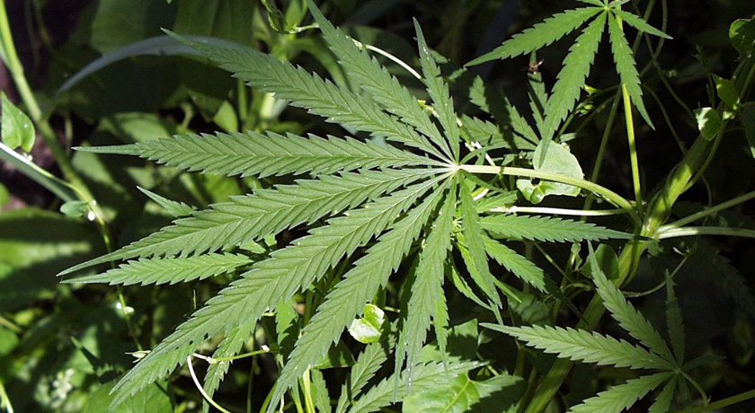 image of cannabis leaf
