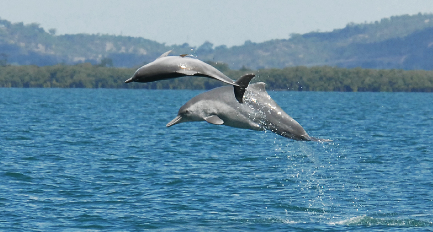 humpback dolphin, Sousa sahulensis