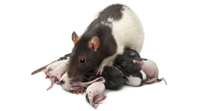 rat mother and her pups