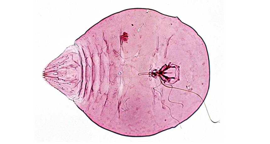 magnified image of the bug Aspidiotus rigidus