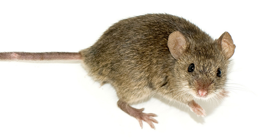Wild mouse